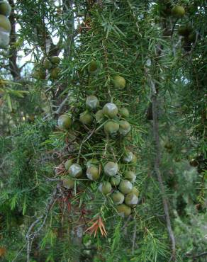 Fotografia 1 da espécie Juniperus oxycedrus subesp. oxycedrus no Jardim Botânico UTAD