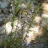 Fotografia 2 da espécie Anarrhinum bellidifolium do Jardim Botânico UTAD