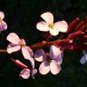 Fotografia 6 da espécie Erysimum linifolium do Jardim Botânico UTAD