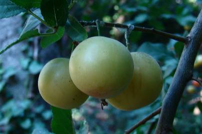 Fotografia da espécie Prunus domestica var. syriaca