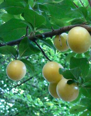 Fotografia 2 da espécie Prunus domestica var. syriaca no Jardim Botânico UTAD