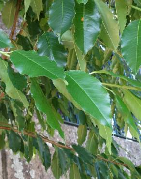 Fotografia 4 da espécie Prunus serotina no Jardim Botânico UTAD