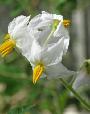 Fotografia 3 da espécie Solanum sisymbriifolium no Jardim Botânico UTAD