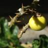 Fotografia 5 da espécie Solanum linnaeanum do Jardim Botânico UTAD