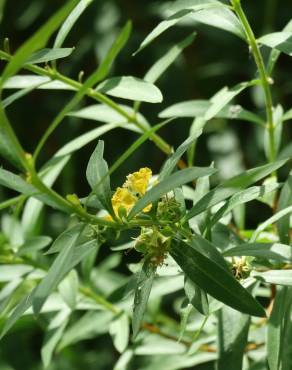 Fotografia 4 da espécie Heimia salicifolia no Jardim Botânico UTAD