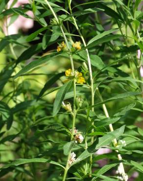 Fotografia 6 da espécie Heimia salicifolia no Jardim Botânico UTAD