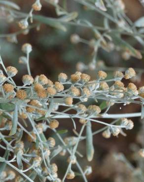 Fotografia 4 da espécie Artemisia absinthium no Jardim Botânico UTAD