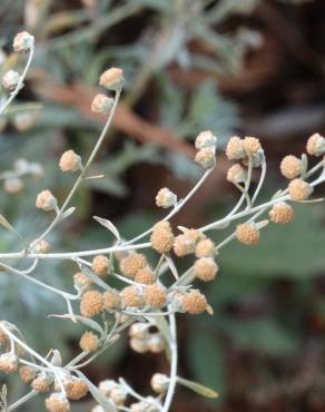 Fotografia 1 da espécie Artemisia absinthium no Jardim Botânico UTAD