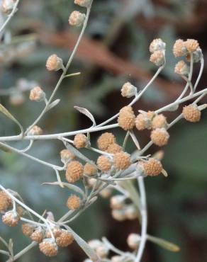 Fotografia 5 da espécie Artemisia absinthium no Jardim Botânico UTAD
