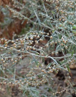 Fotografia 6 da espécie Artemisia absinthium no Jardim Botânico UTAD