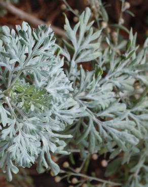 Fotografia 7 da espécie Artemisia absinthium no Jardim Botânico UTAD