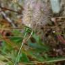 Fotografia 3 da espécie Trifolium arvense var. arvense do Jardim Botânico UTAD