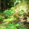 Fotografia 2 da espécie Heracleum sphondylium subesp. granatense do Jardim Botânico UTAD