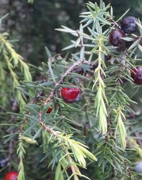 Fotografia 3 da espécie Juniperus oxycedrus subesp. oxycedrus no Jardim Botânico UTAD