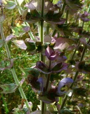 Fotografia 3 da espécie Salvia sclarea no Jardim Botânico UTAD
