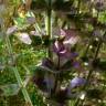 Fotografia 3 da espécie Salvia sclarea do Jardim Botânico UTAD