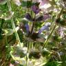 Fotografia 4 da espécie Salvia sclarea do Jardim Botânico UTAD