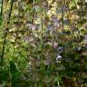 Fotografia 6 da espécie Salvia sclarea do Jardim Botânico UTAD