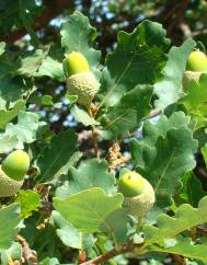 Quercus x coutinhoi