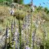 Fotografia 4 da espécie Anarrhinum bellidifolium do Jardim Botânico UTAD
