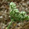 Fotografia 4 da espécie Heracleum sphondylium subesp. granatense do Jardim Botânico UTAD
