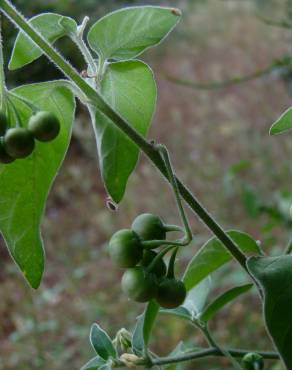 Fotografia 2 da espécie Solanum chenopodioides no Jardim Botânico UTAD