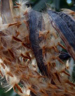 Fotografia 7 da espécie Nerium oleander no Jardim Botânico UTAD