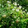 Fotografia 5 da espécie Trifolium clypeatum do Jardim Botânico UTAD