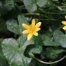 Fotografia 4 da espécie Ranunculus ficaria subesp. ficaria do Jardim Botânico UTAD