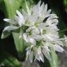 Fotografia 3 da espécie Allium ursinum subesp. ursinum do Jardim Botânico UTAD
