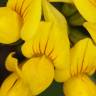Fotografia 4 da espécie Lotus pedunculatus do Jardim Botânico UTAD
