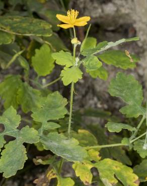 Fotografia 6 da espécie Chelidonium majus no Jardim Botânico UTAD