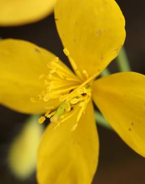 Fotografia 9 da espécie Chelidonium majus no Jardim Botânico UTAD
