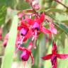 Fotografia 2 da espécie Fuchsia magellanica do Jardim Botânico UTAD