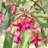 Fotografia 3 da espécie Fuchsia magellanica do Jardim Botânico UTAD