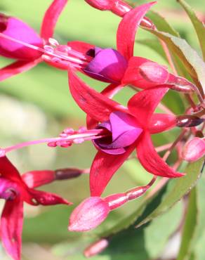 Fotografia 4 da espécie Fuchsia magellanica no Jardim Botânico UTAD