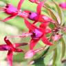 Fotografia 4 da espécie Fuchsia magellanica do Jardim Botânico UTAD