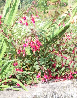 Fotografia 5 da espécie Fuchsia magellanica no Jardim Botânico UTAD