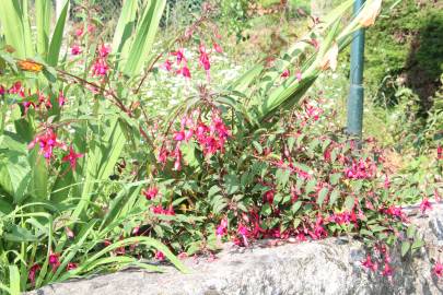 Fotografia da espécie Fuchsia magellanica