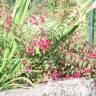 Fotografia 5 da espécie Fuchsia magellanica do Jardim Botânico UTAD