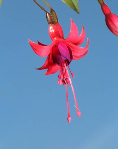 Fotografia de capa Fuchsia magellanica - do Jardim Botânico