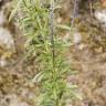 Fotografia 6 da espécie Anarrhinum bellidifolium do Jardim Botânico UTAD