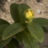 Fotografia 3 da espécie Hypericum calycinum do Jardim Botânico UTAD