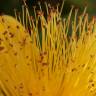 Fotografia 11 da espécie Hypericum calycinum do Jardim Botânico UTAD