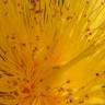 Fotografia 12 da espécie Hypericum calycinum do Jardim Botânico UTAD