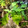 Fotografia 2 da espécie Quercus robur do Jardim Botânico UTAD