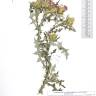 Fotografia de herbário 1 da espécie Cirsium arvense no Jardim Botânico UTAD