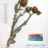 Fotografia de herbário 1 da espécie Onopordum acanthium no Jardim Botânico UTAD