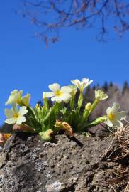 Fotografia da espécie Primula acaulis subesp. acaulis