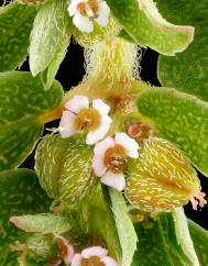 Chamaesyce maculata